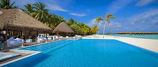 green palm tree, ultrawide, swimming pool, palm trees, sea HD wallpaper
