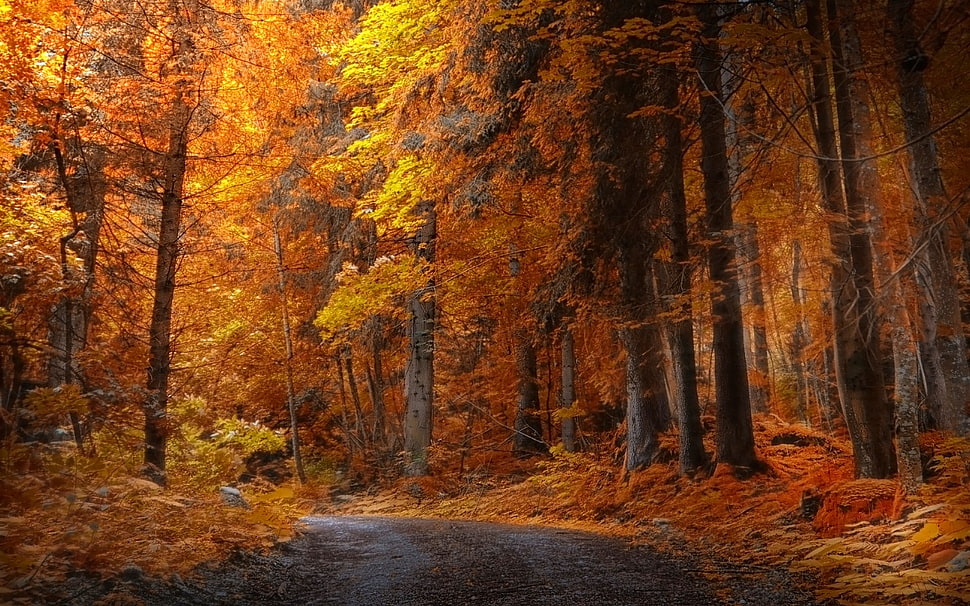 yellow maple trees, landscape, nature, fall, forest HD wallpaper