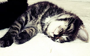 black and white short fur cat HD wallpaper