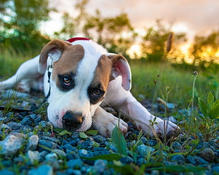 tan and white American Pit Bull Terrier puppy with leash HD wallpaper