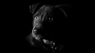 short-coated black dog, nature, animals, dog, artwork