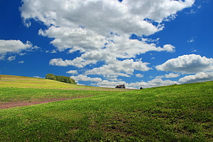 landscape photography of grass field