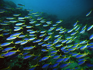 shoal of blue tang fish, sea, underwater, fish, shoal of fish HD wallpaper