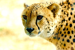 close-up photography of cheetah face, yokohama HD wallpaper