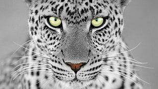 snow leopard closeup photography