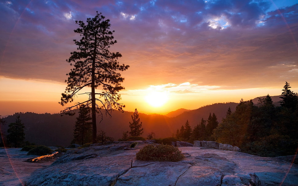 green tree, Sun, landscape, forest, trees HD wallpaper