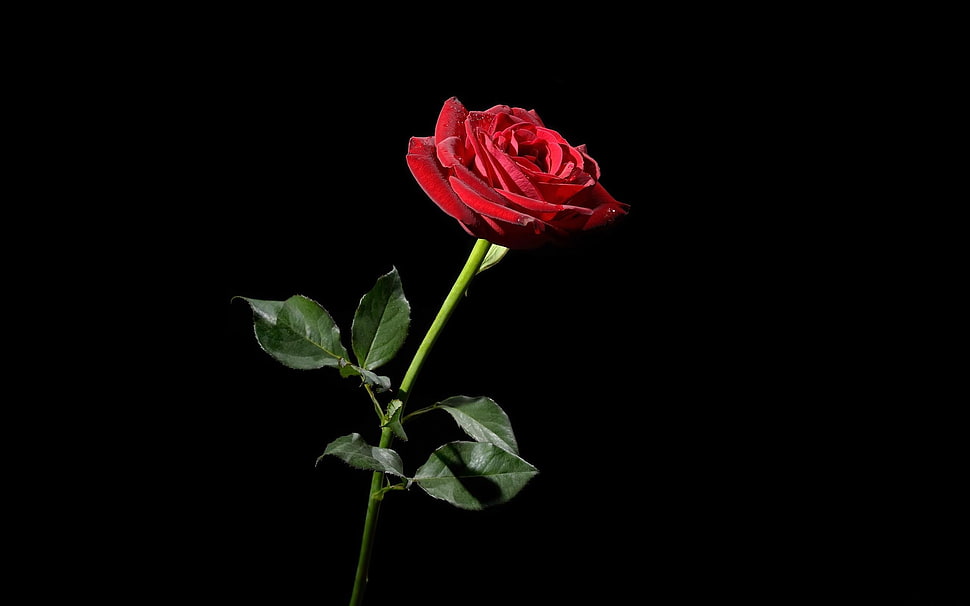 shallow focus photography of red rose HD wallpaper
