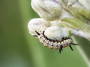 Caterpillar crawling in white flower closeup photography