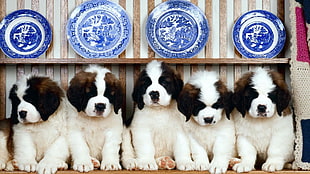 saint bernard puppy litter HD wallpaper