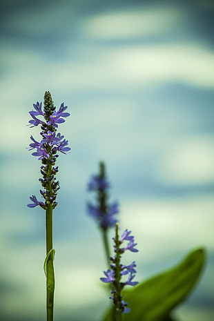 purple spike flowers selective focus photography at daytime HD wallpaper