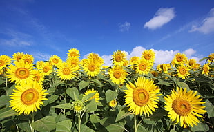 sunflower field HD wallpaper