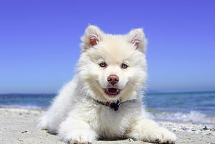 white Siberian Husky puppy on seashore under blue sky