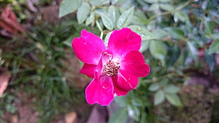 selective focus photography of pink Rosa foetida flower