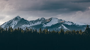snow capped mountains, mountains, forest, nature, landscape
