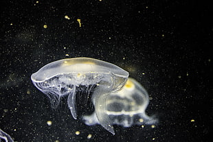 two white jelly fish