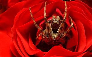 close-up photography of brown Barn spider in red petaled flower