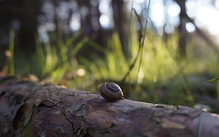 brown snail, nature