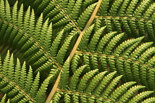 green leaf, plant HD wallpaper
