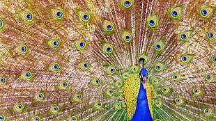 panoramic  photography of peacock HD wallpaper