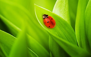 red ladybug perched on green leaf in closeup photo