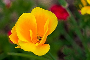 selective focus photography of yellow poppy, flower