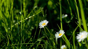 selective focus photography of daisy flowers in bloom HD wallpaper