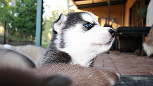 blue-eyed Siberian Husky puppy HD wallpaper