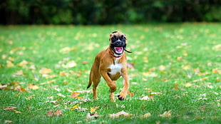 adult red and white boxer runs on green grass during daytime