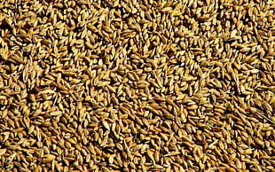 rice grains HD wallpaper
