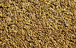 rice grains