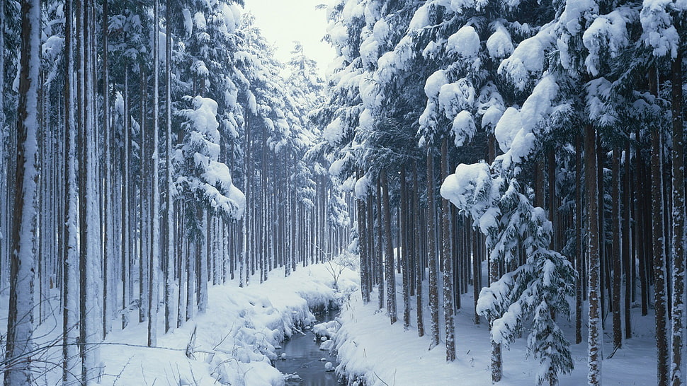 tall brown trees, forest, snow, river, trees HD wallpaper