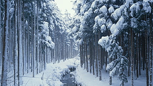 tall brown trees, forest, snow, river, trees