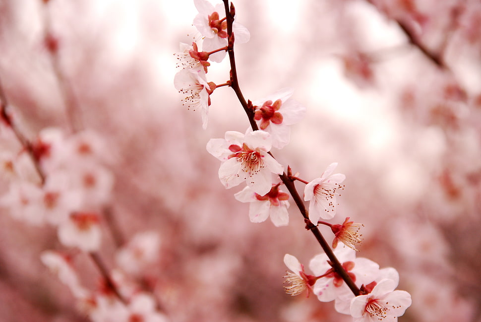 pink Cherry Blossom leaves on branch in close up photography during daytime HD wallpaper