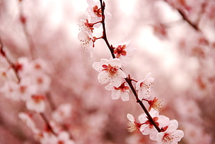 pink Cherry Blossom leaves on branch in close up photography during daytime