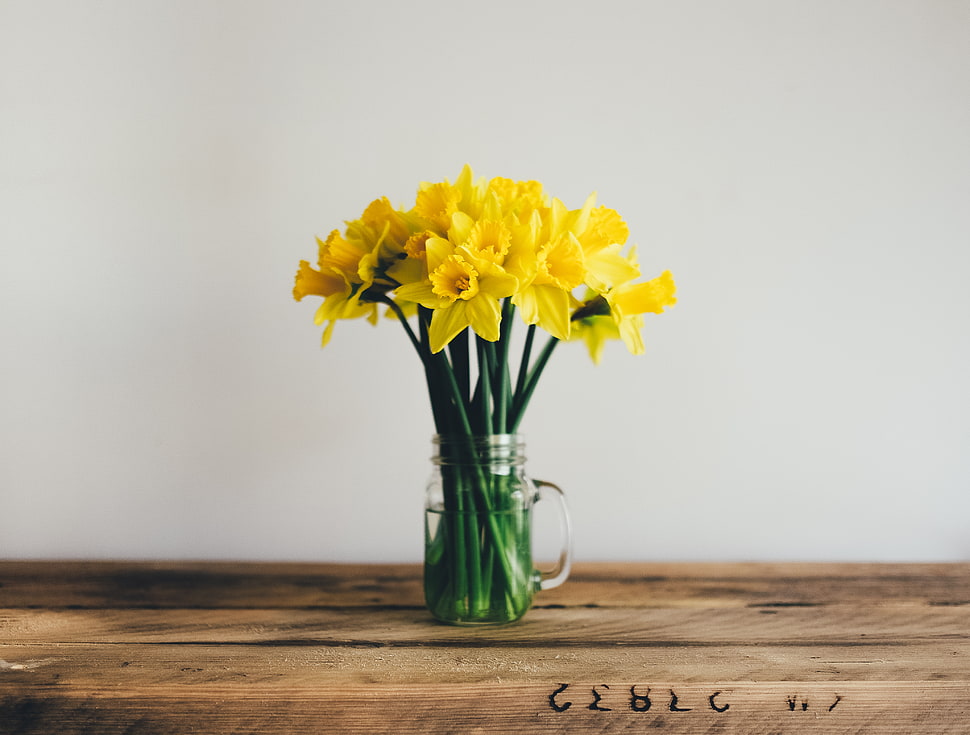 yellow daffodil flower arrangemnet HD wallpaper