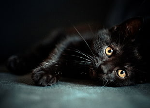 close up shot of black cat lying on floor