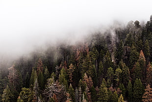 Green Trees With Fog
