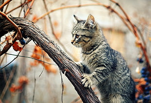 tilt lens photography of silver tabby cat HD wallpaper