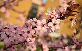 pink cherry blossoms, Flowers, Bloom, Spring