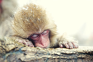 brown monkey sleeping in closeup photography