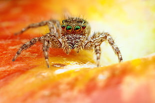 brown spider micro photography HD wallpaper