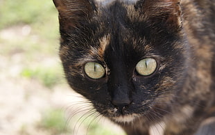 selective focus photography of brown and black cat