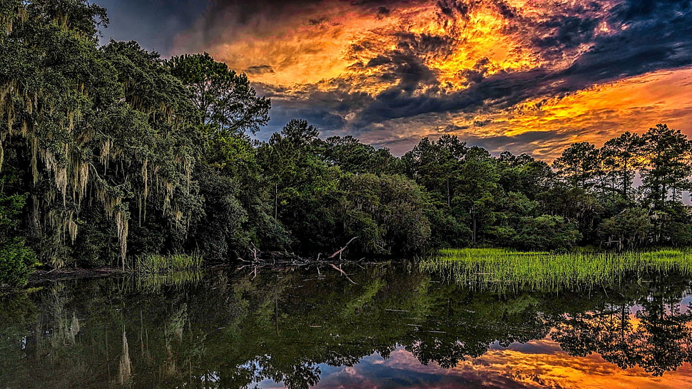 green tree, nature, landscape, sunset, HDR HD wallpaper