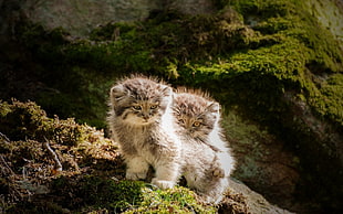 two gray cubs on rock