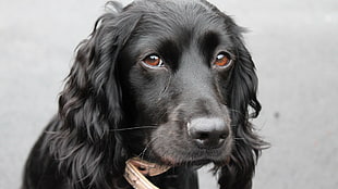 long-coated black dog, dog, animals, brown eyes