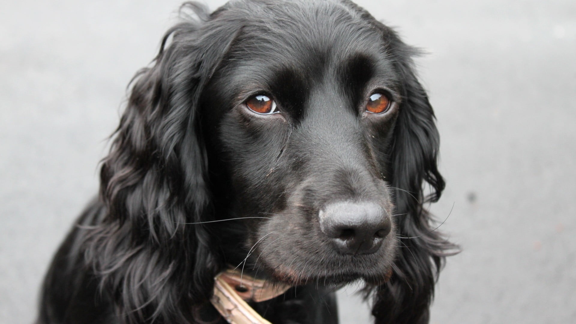 Long-coated black dog, dog, animals, brown eyes HD wallpaper | Wallpaper  Flare
