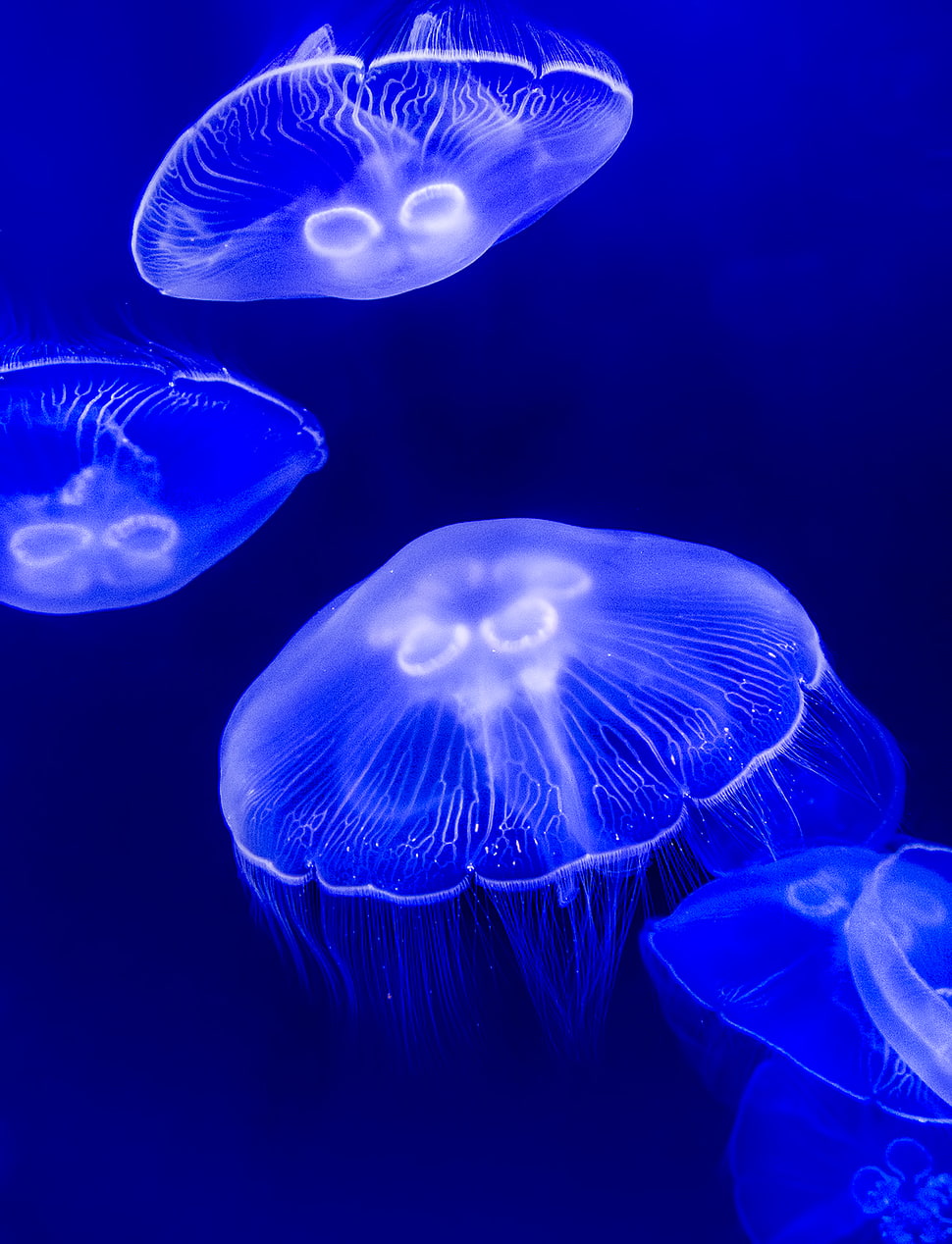 four box jellyfish HD wallpaper
