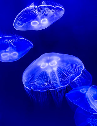 four box jellyfish HD wallpaper