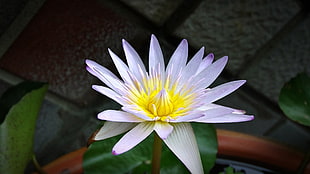 closeup photography of white and yellow Lotus flower HD wallpaper