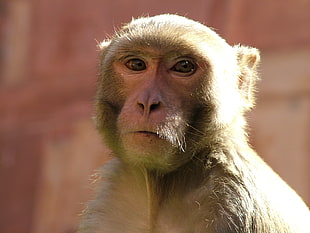 gray monkey, Monkey, Muzzle, Wildlife HD wallpaper